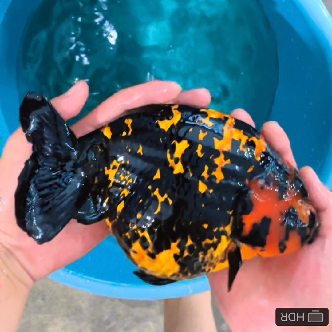 浴帝大体兰寿