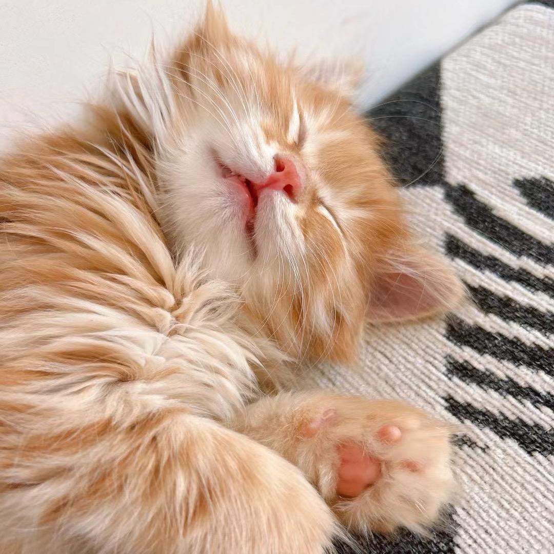 挣钱养猫猫🐈‍⬛