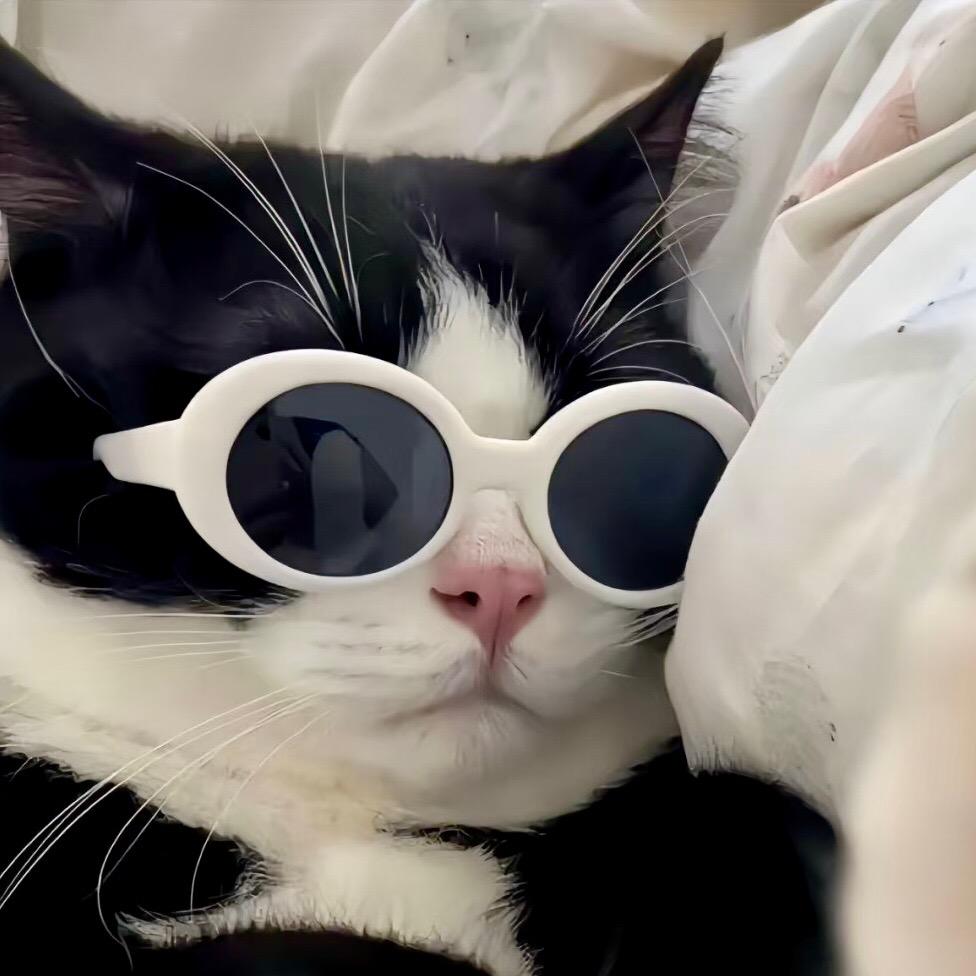 菜猫敦敦