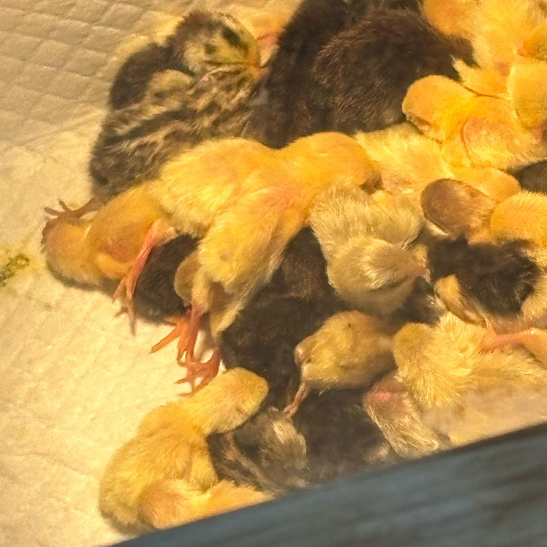芦丁小🐤养殖