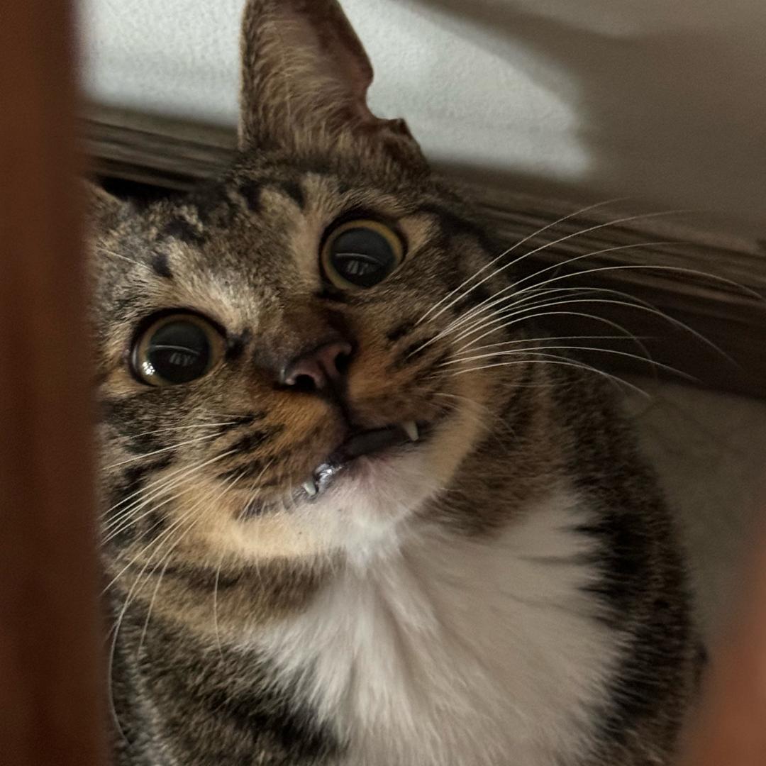 摸凹猫。