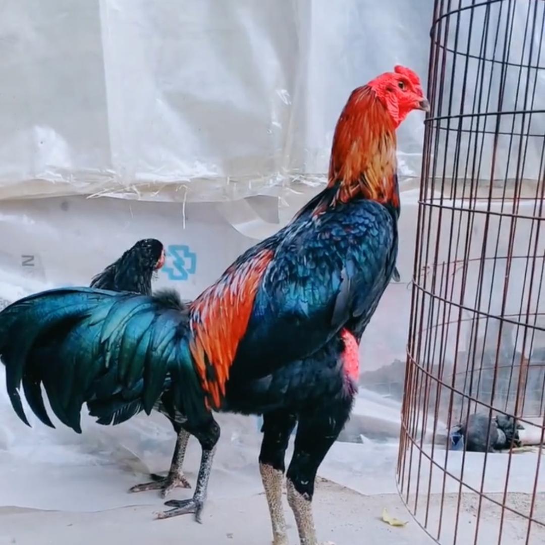 忧郁的小薯条
