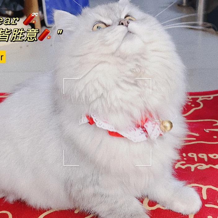 圆宝是只猫❤️