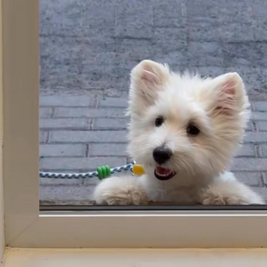 礼拜天（三角洲行动）