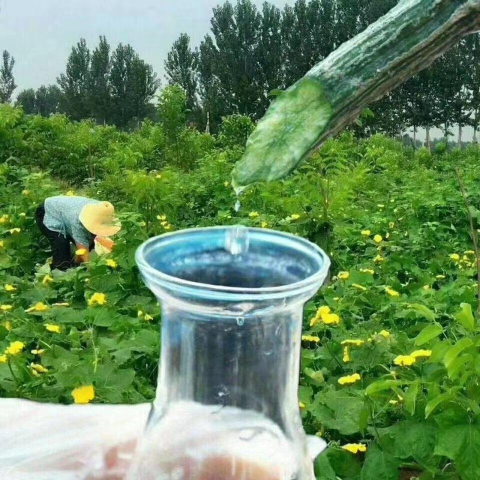 巨型一号丝瓜水源头工厂