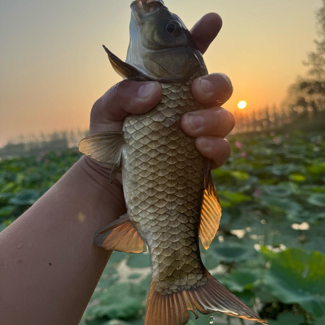 微山湖香乐水产店