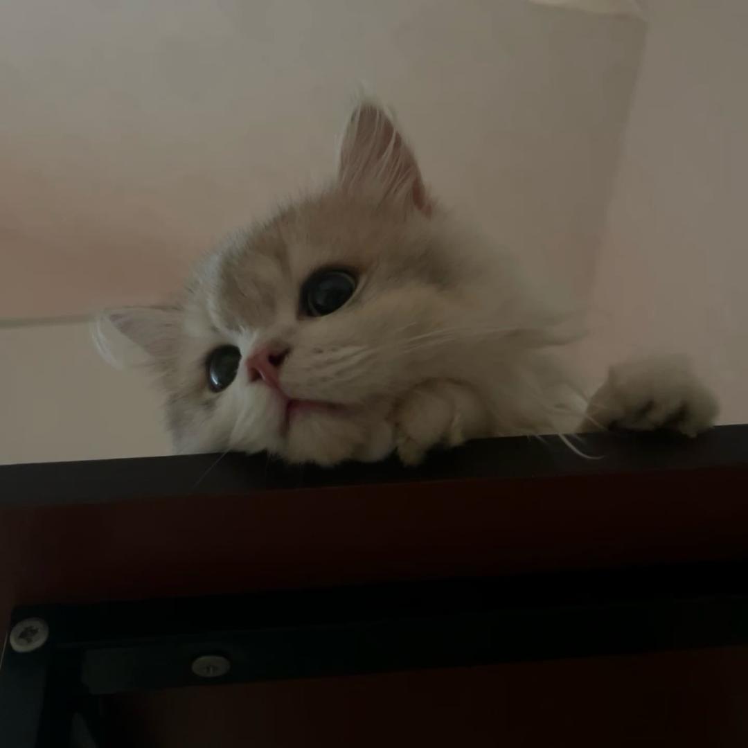 未知数小喵