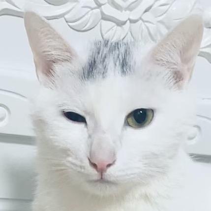 花屿丸  阿灰喵