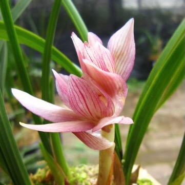 ꧁༺๑荒๑༻꧂