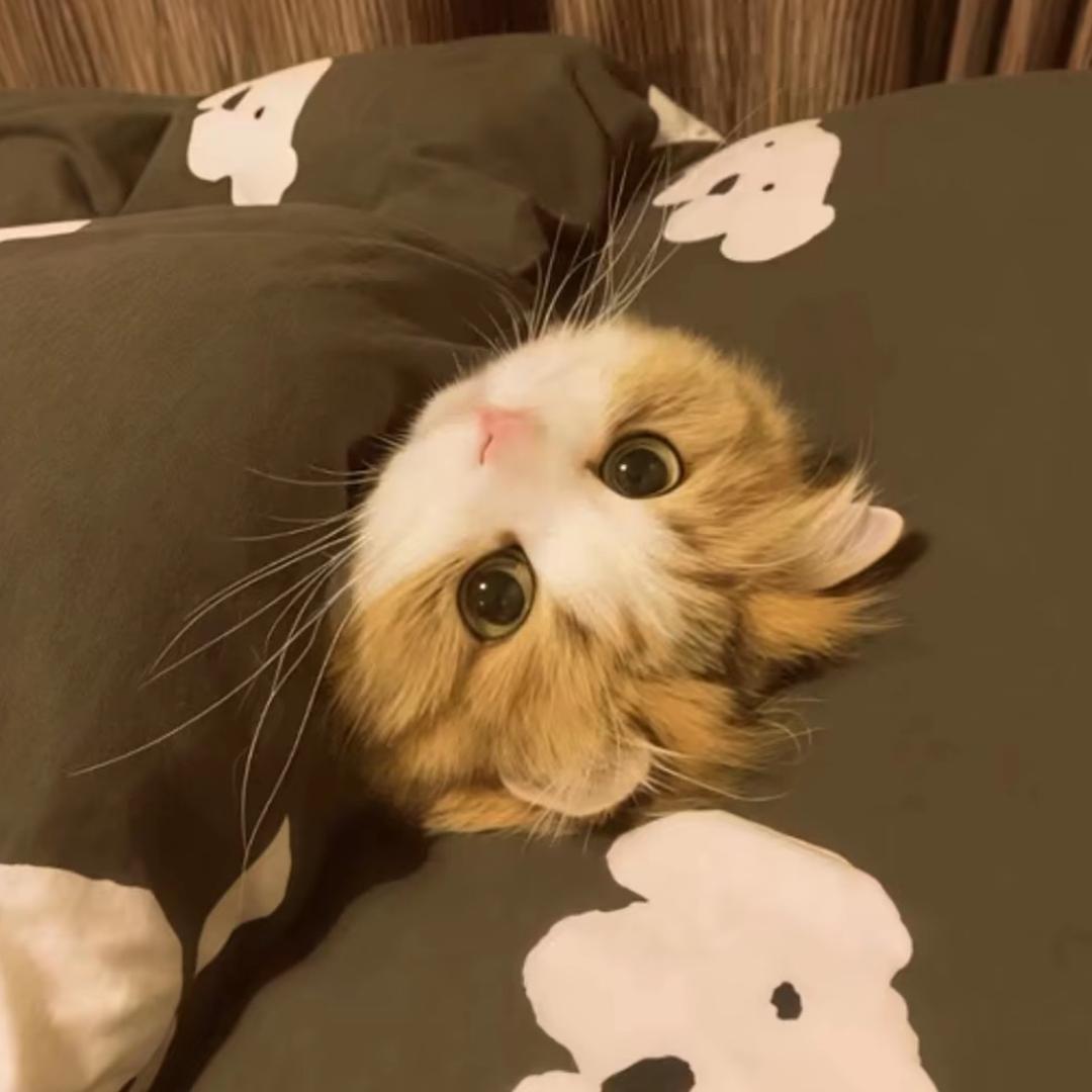 我只是一个小猪猪