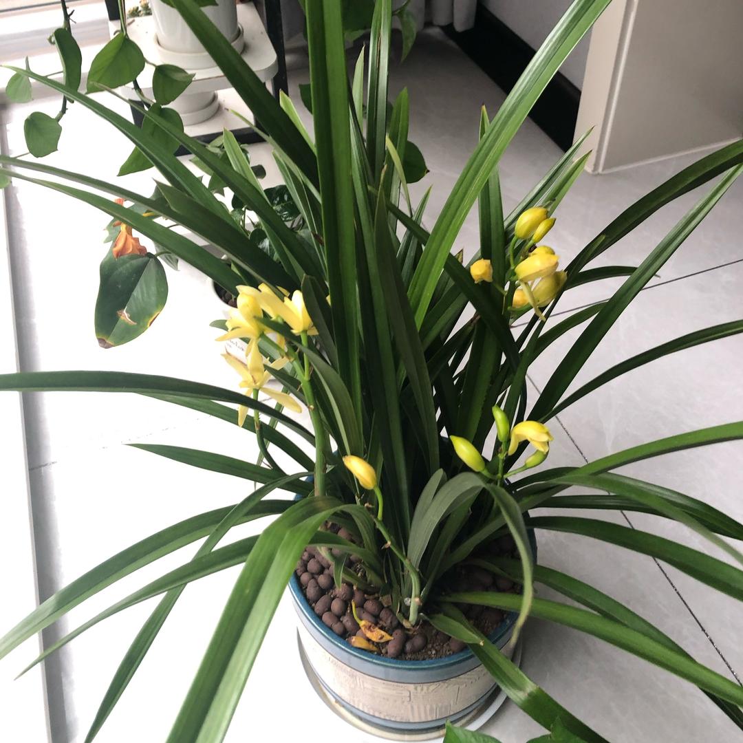 悠悠草🌿