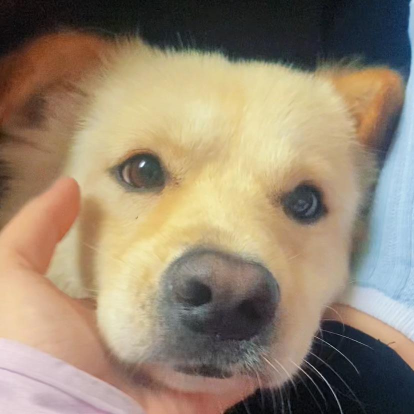 小狗叫狗子