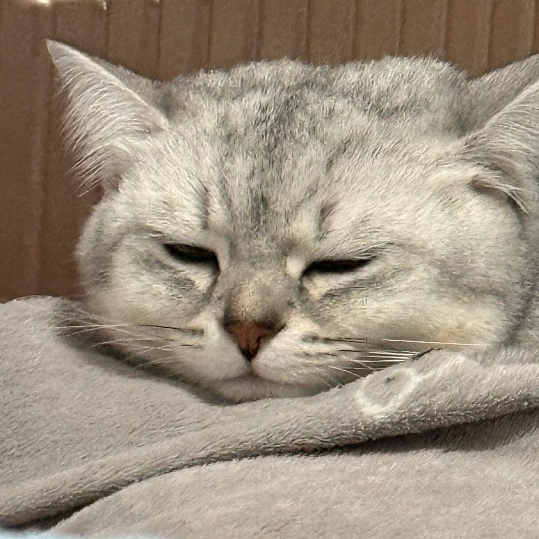 葡萄成熟时