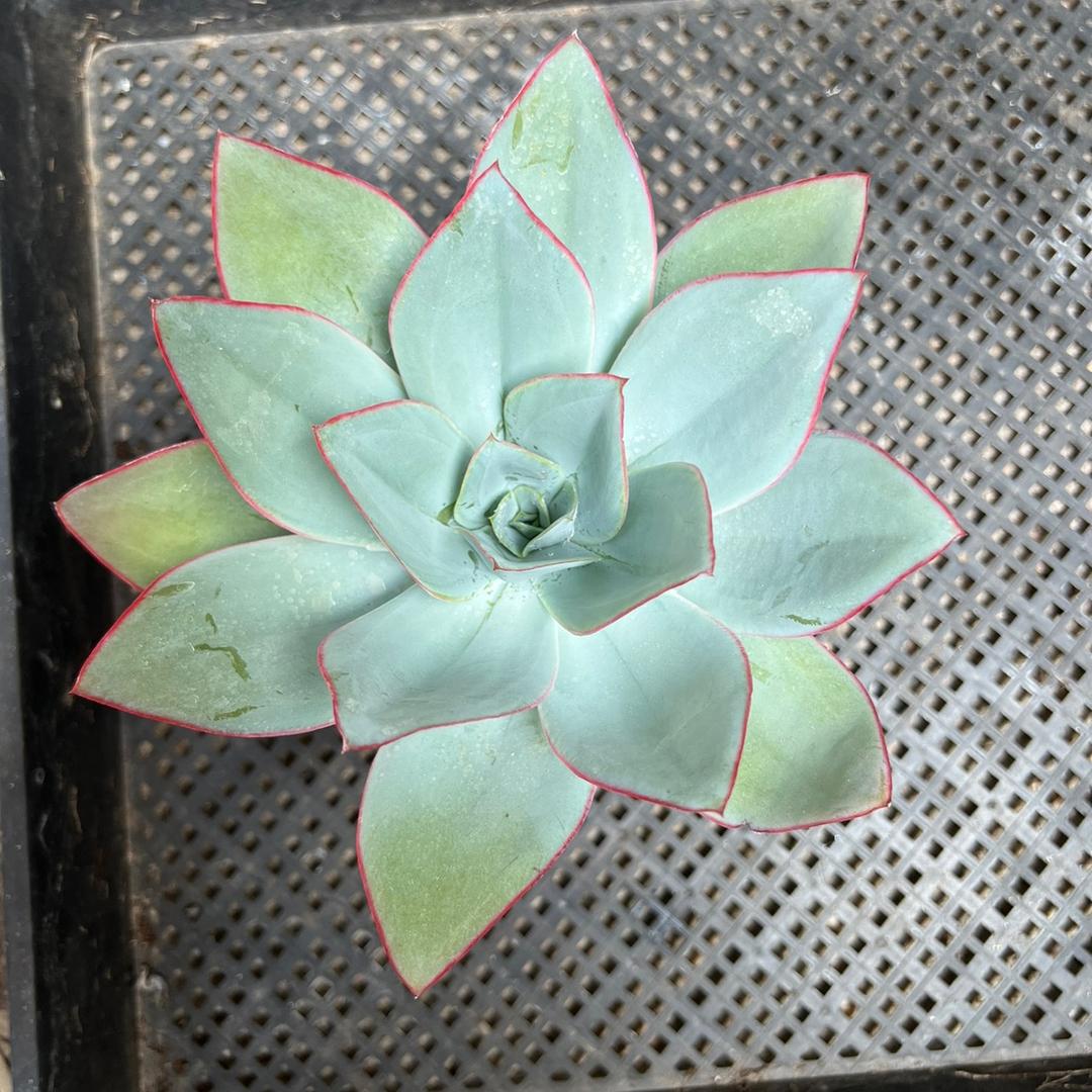 青州市艺良花卉苗木中心