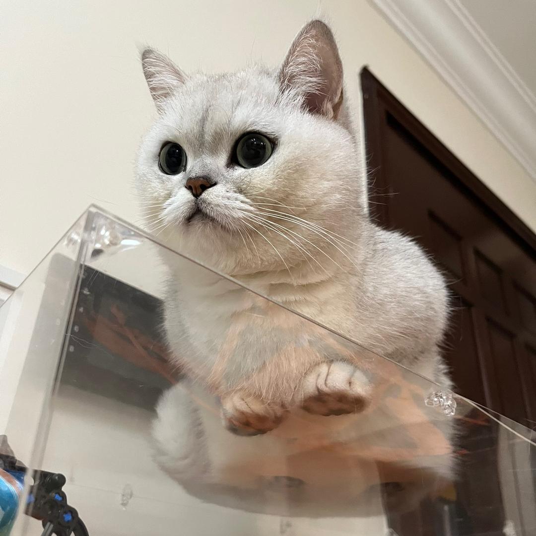 雪豹是个小枕头