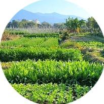 田间鲜·农品集