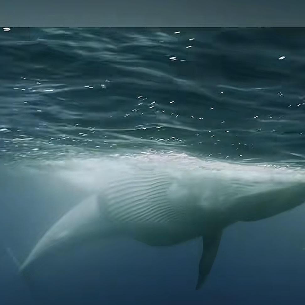 广州翰钩运营号