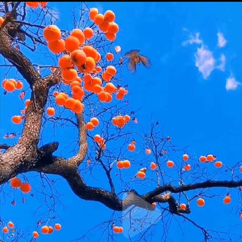 逆风翻盘不废话