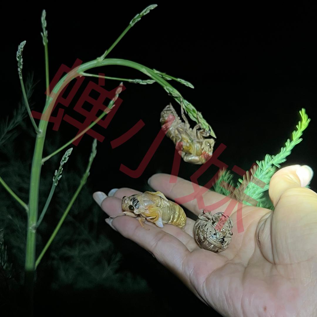 单县芦笋套养金蝉基地—小刘