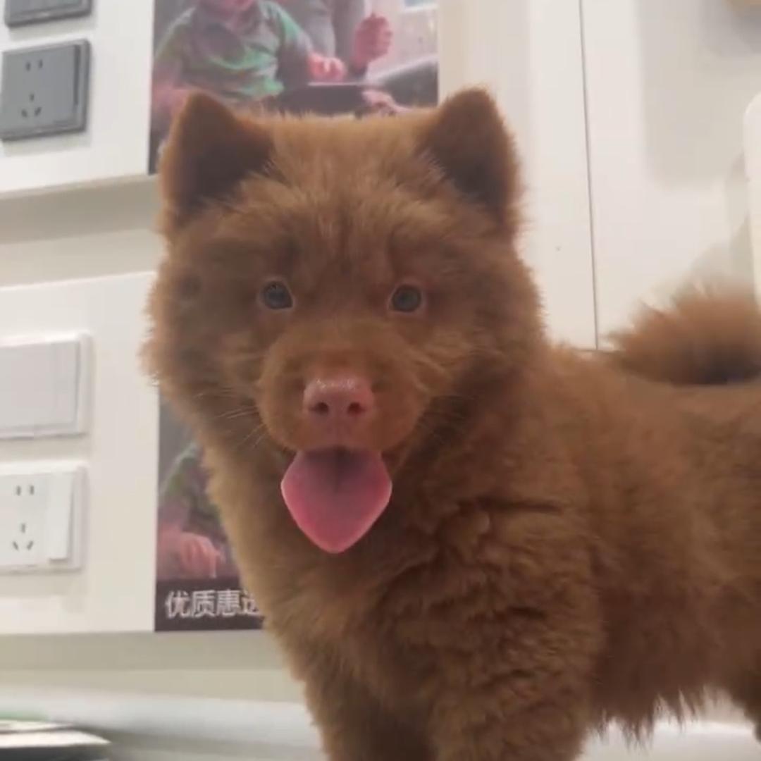 保利管道怀集营运中心-两广中华田园犬专场