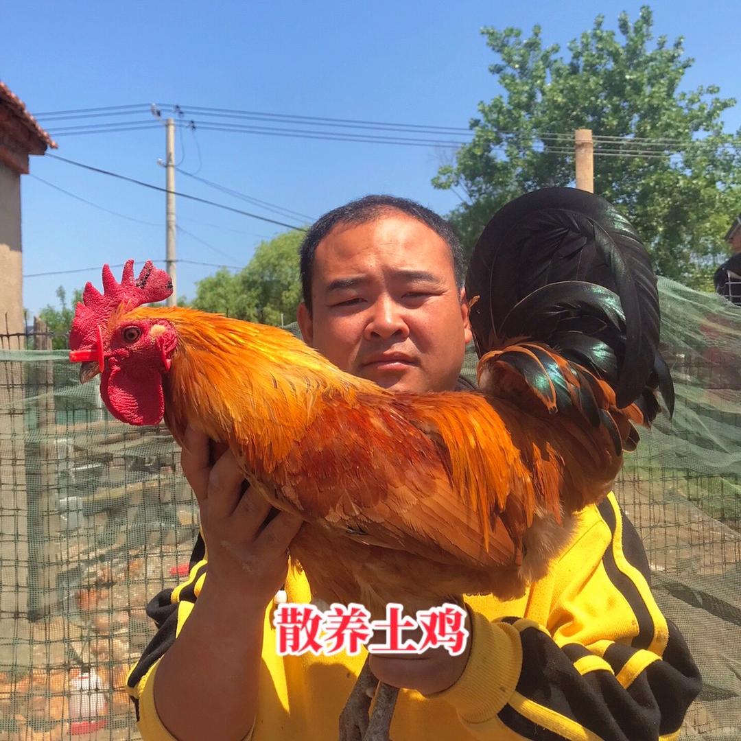 王哥养土鸡（蛋黄超人）