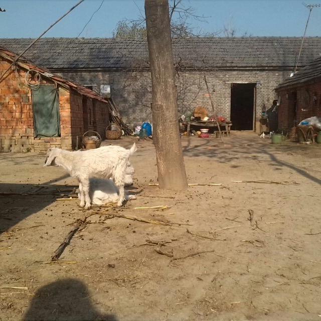 潘记菠菜面（原纬二路店）