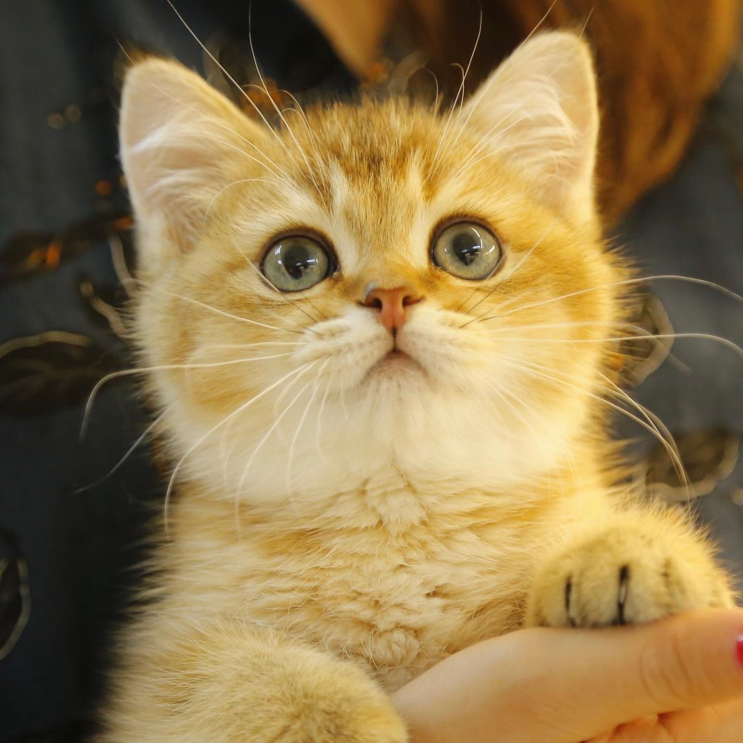 宇宙猫