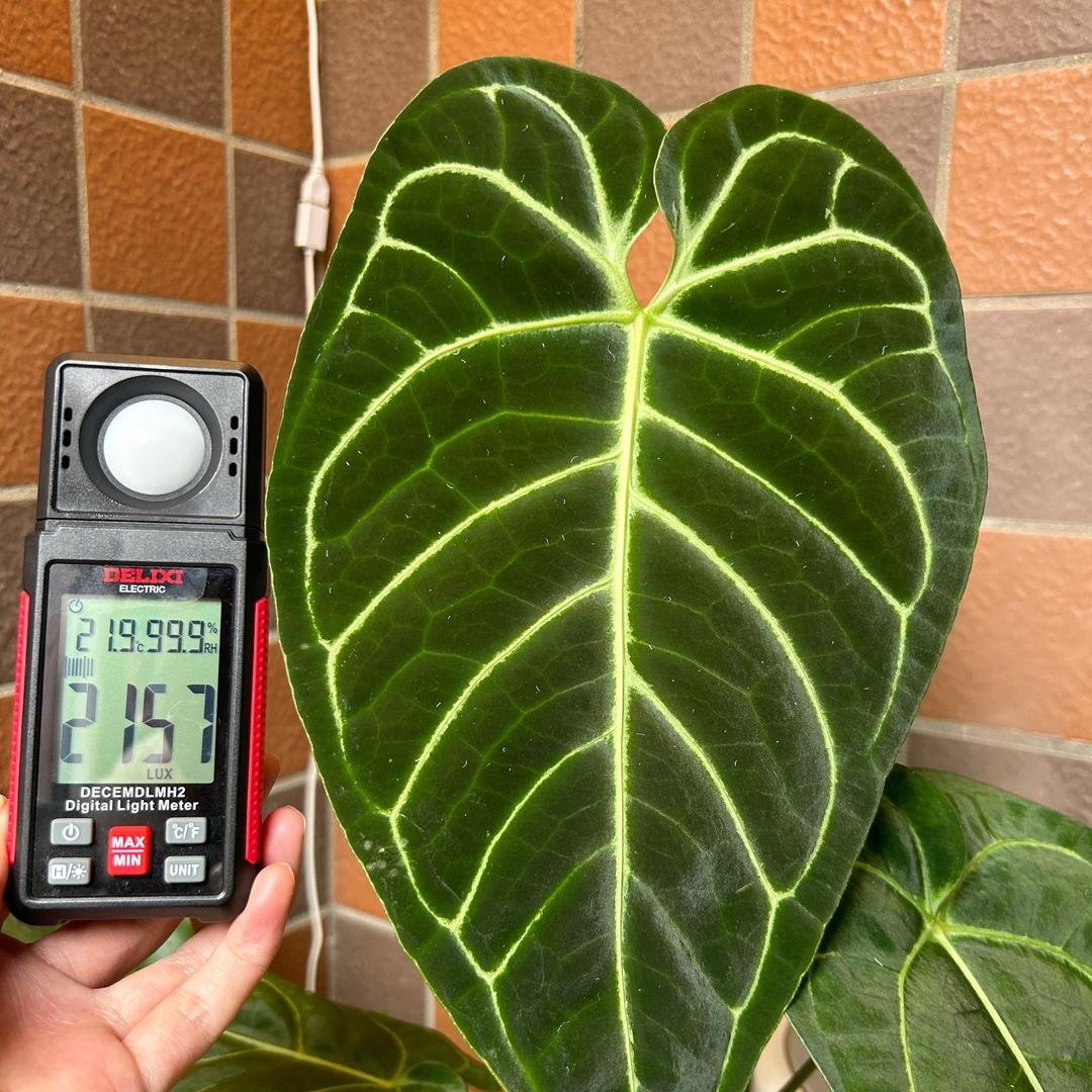 植侠士