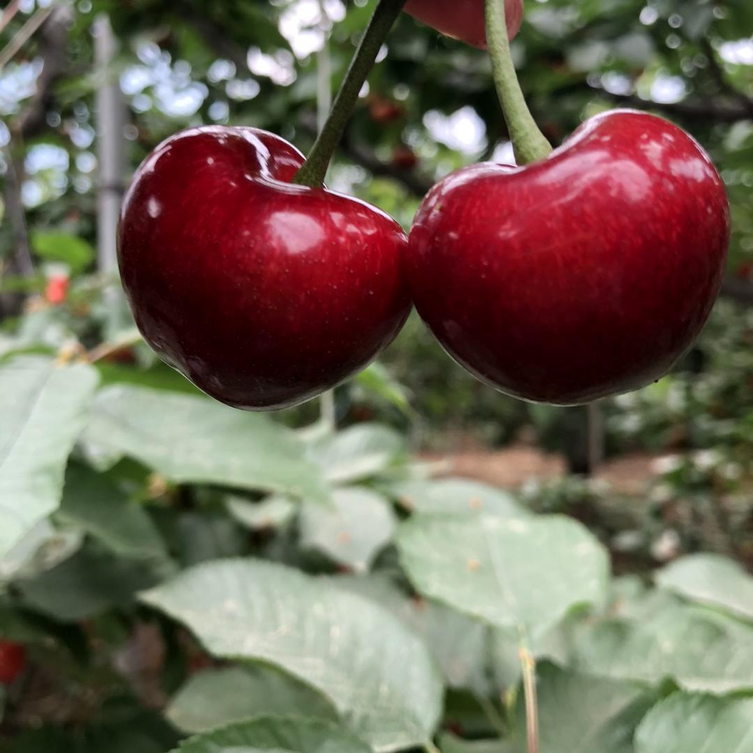 乐农樱桃🍒