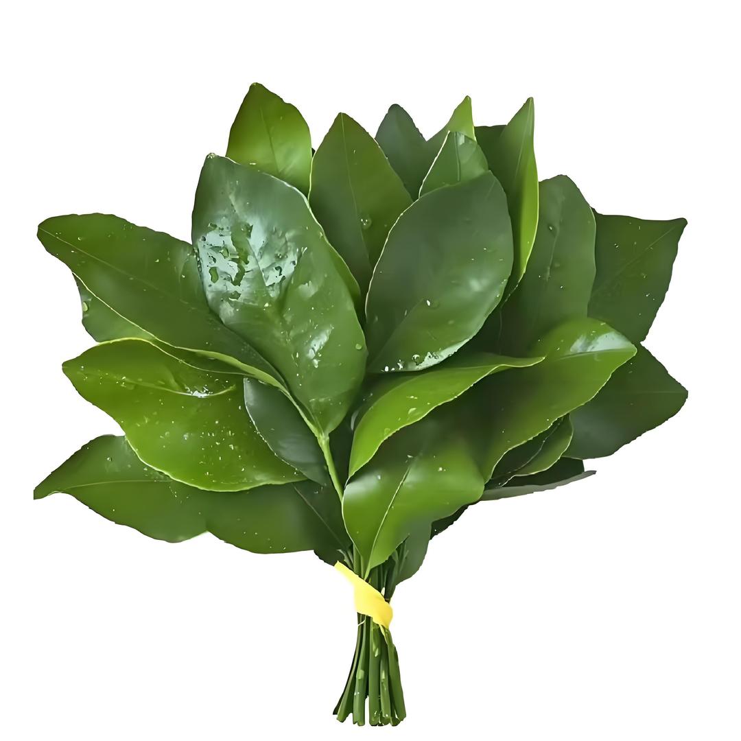 🍀晚风过境～🏍🐶 🐾₊⁺