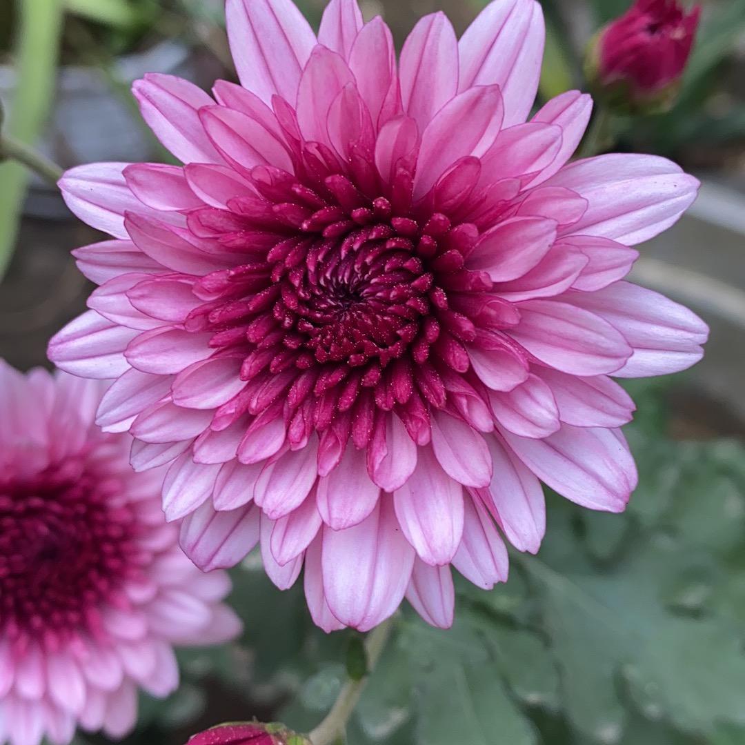 飞花似梦