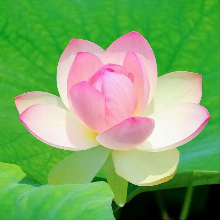 悟尘居士