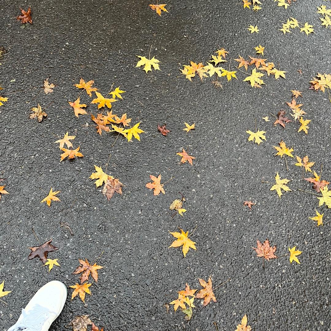 飞天小猪猪