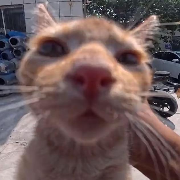 忘情