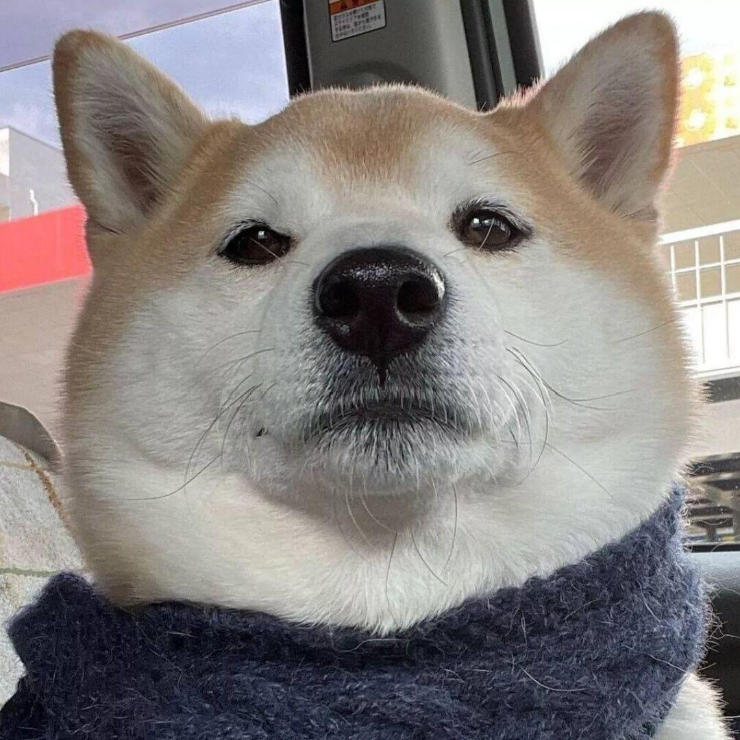喜欢看丑的