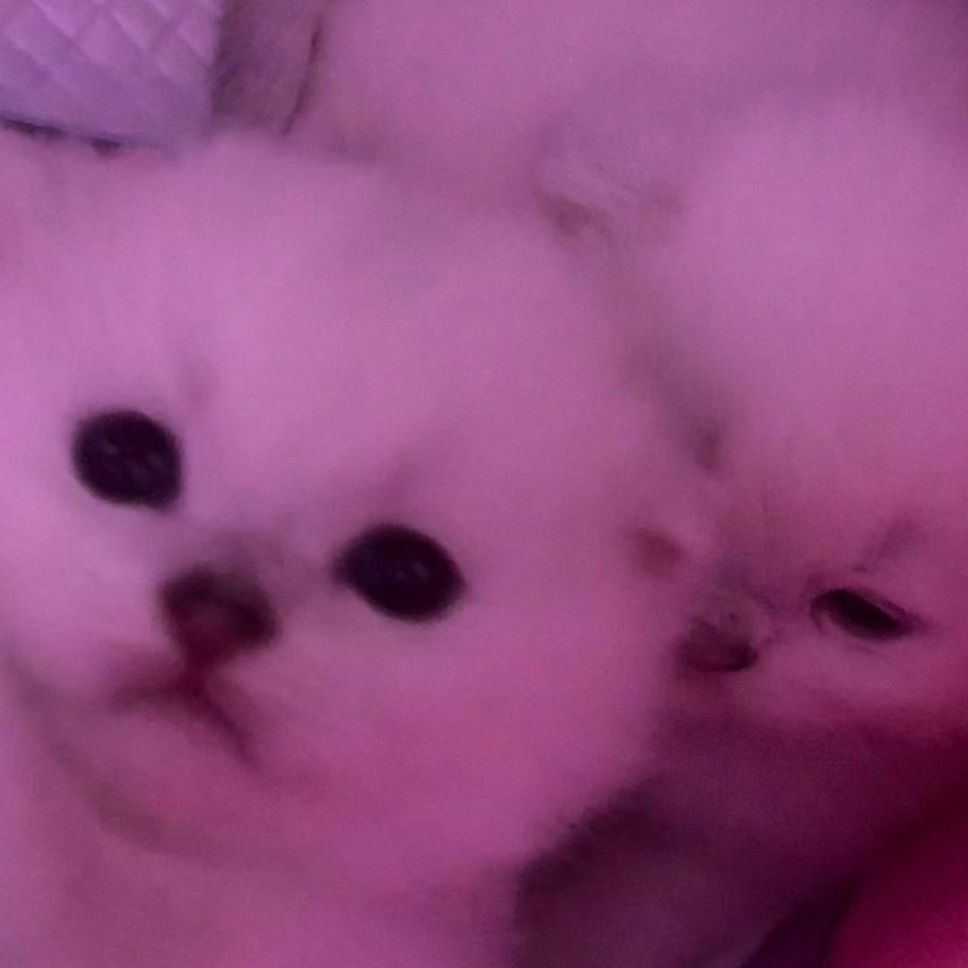 倪霓nini