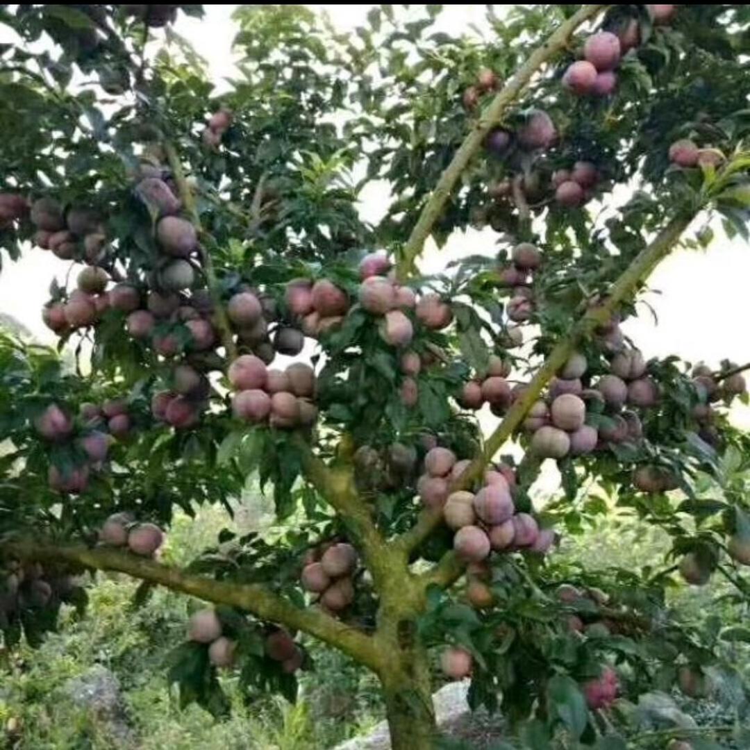 信宜小丽