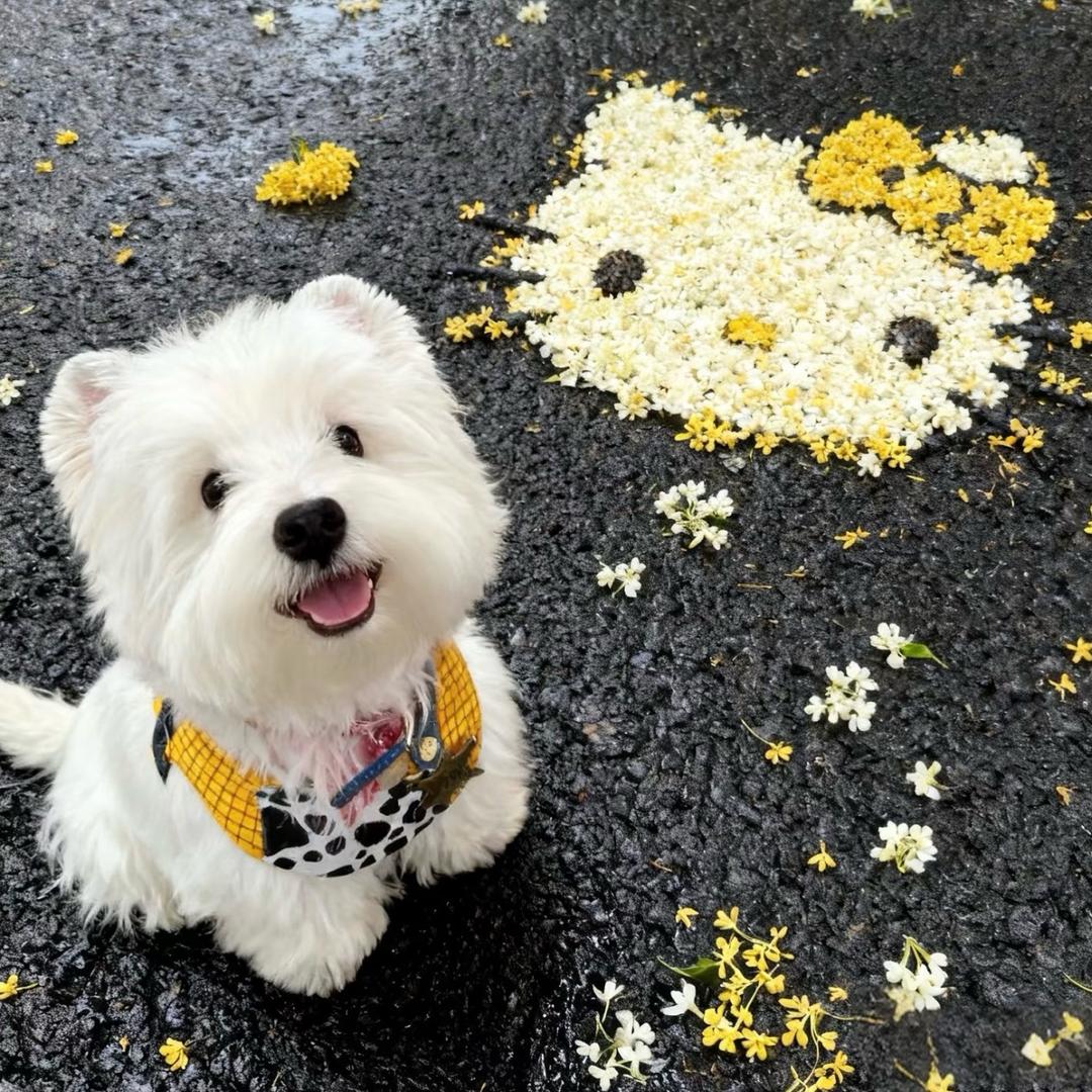 土狗也深情—米米直播间