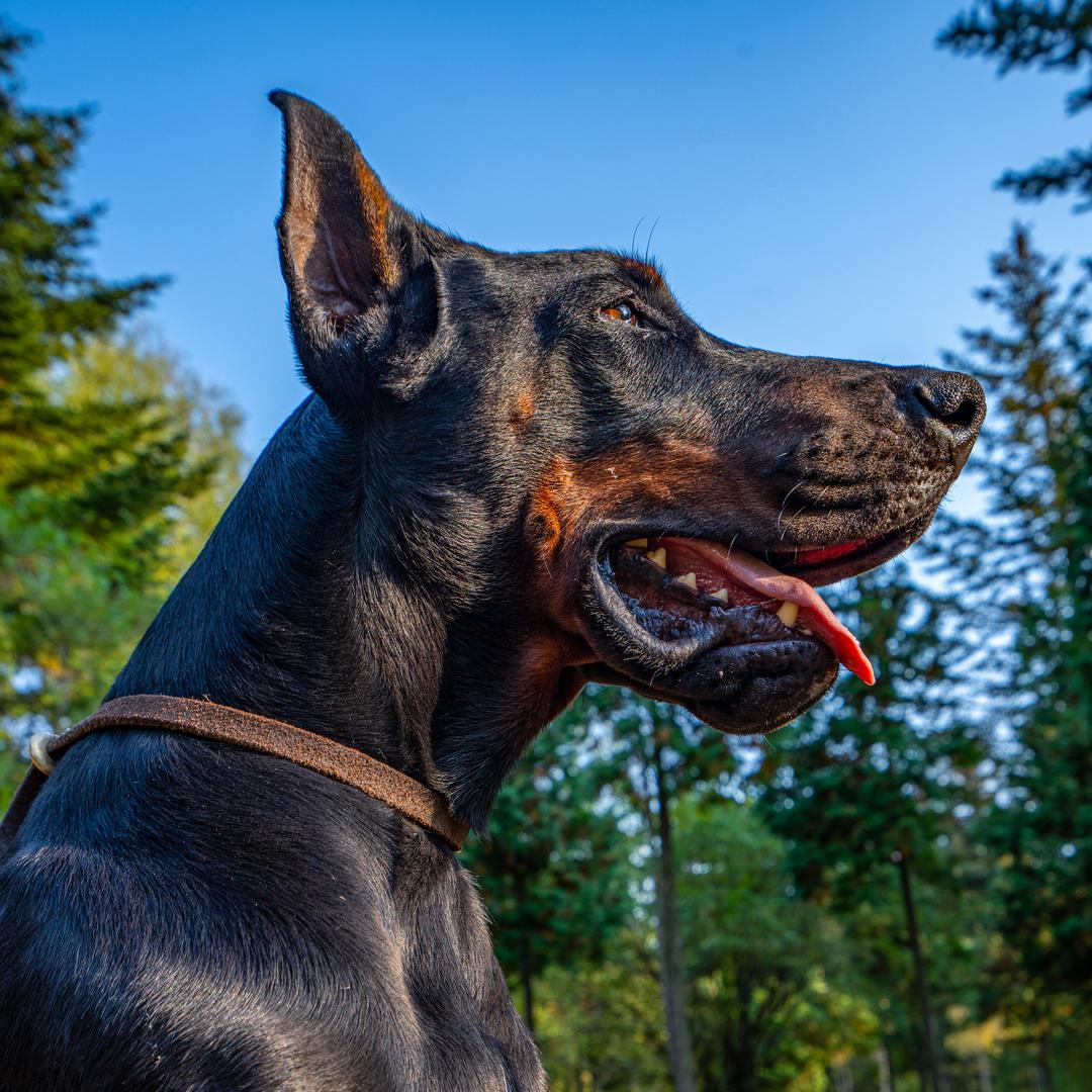 祥子的杜宾犬