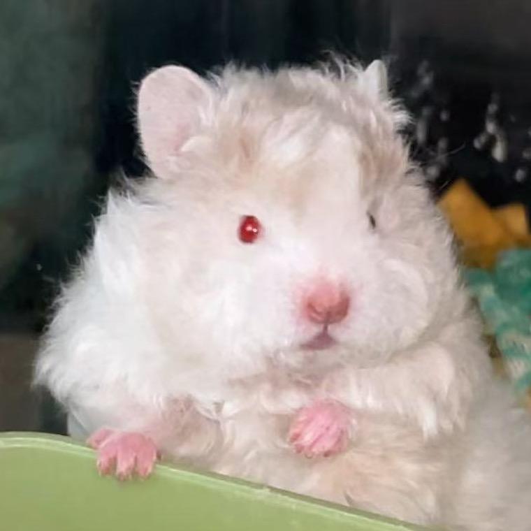 兔叽～（出熊）