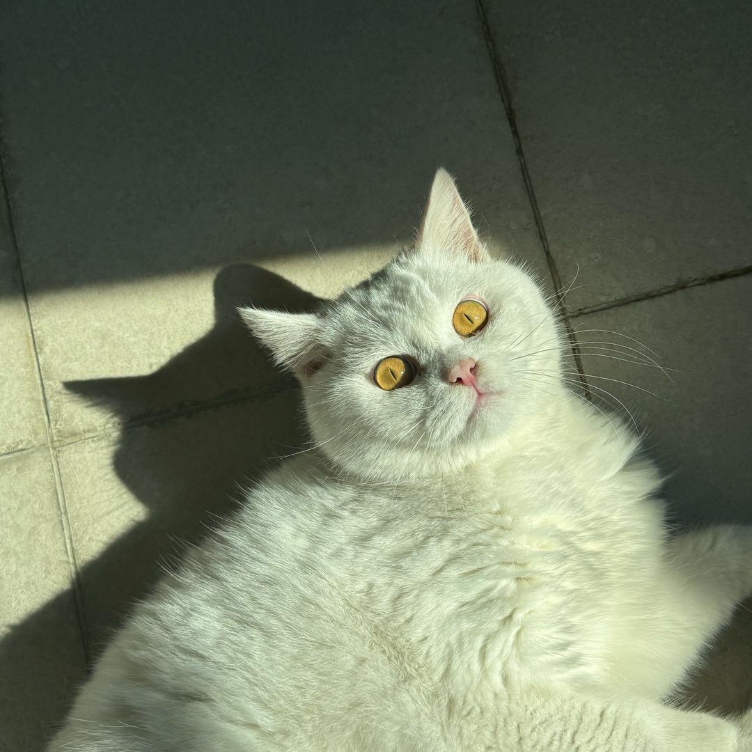 汤圆是喵不是猪