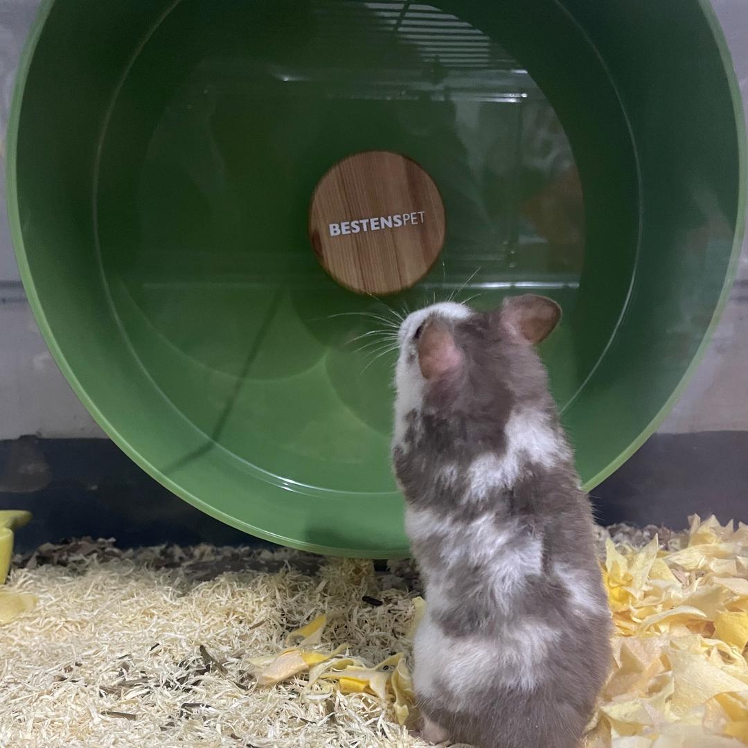 笑笑家的熊崽崽🐻