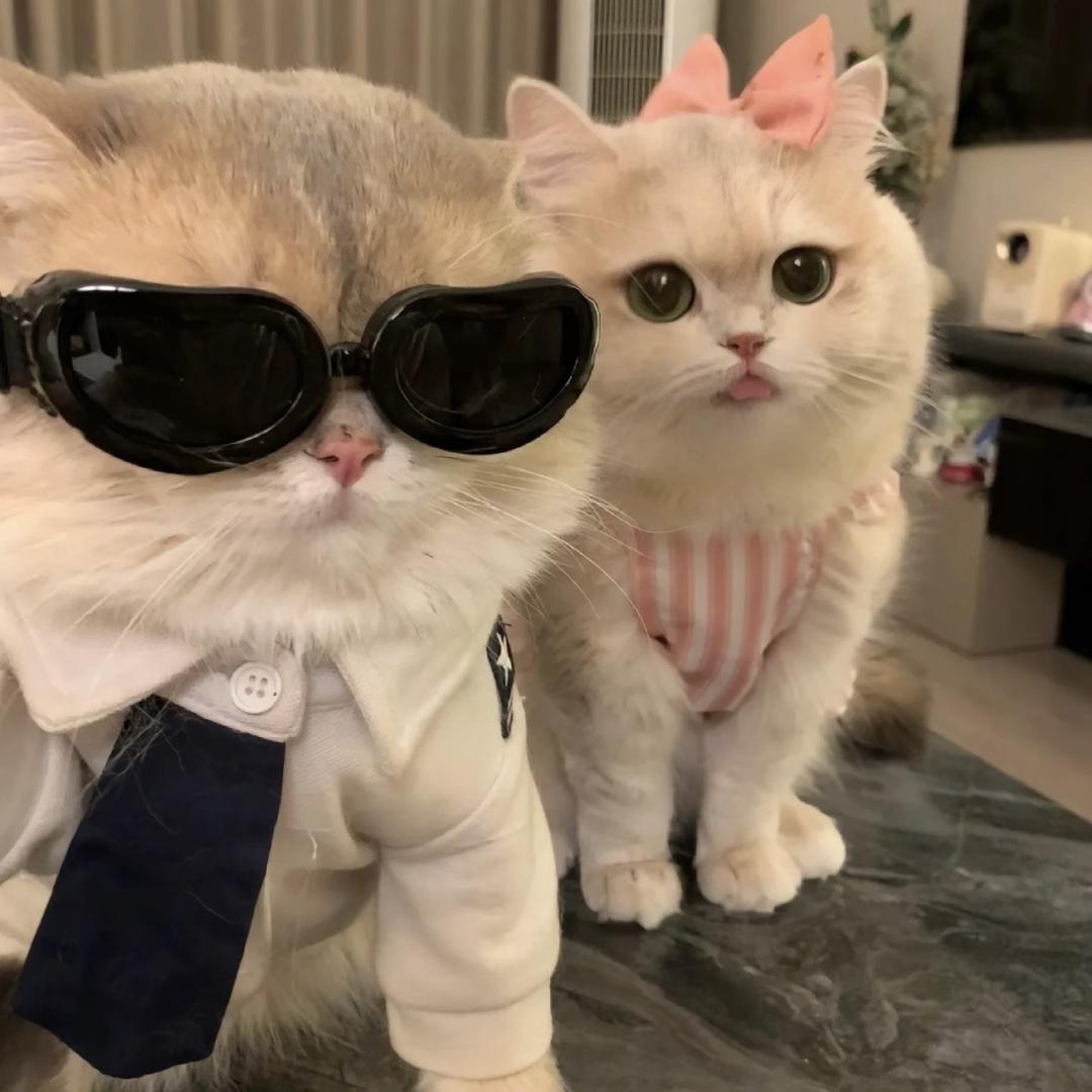 小灰灰.