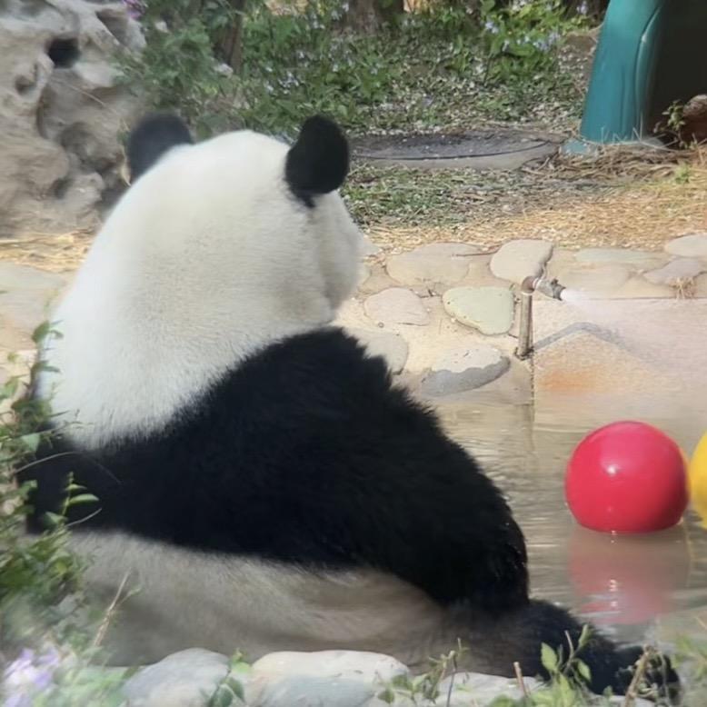 数羊日记