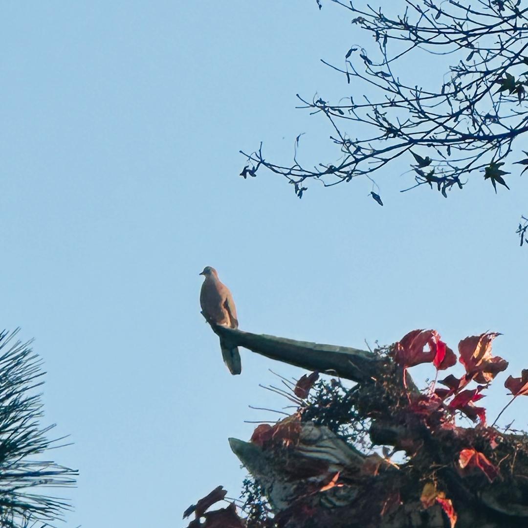 一只特立独行的鸟