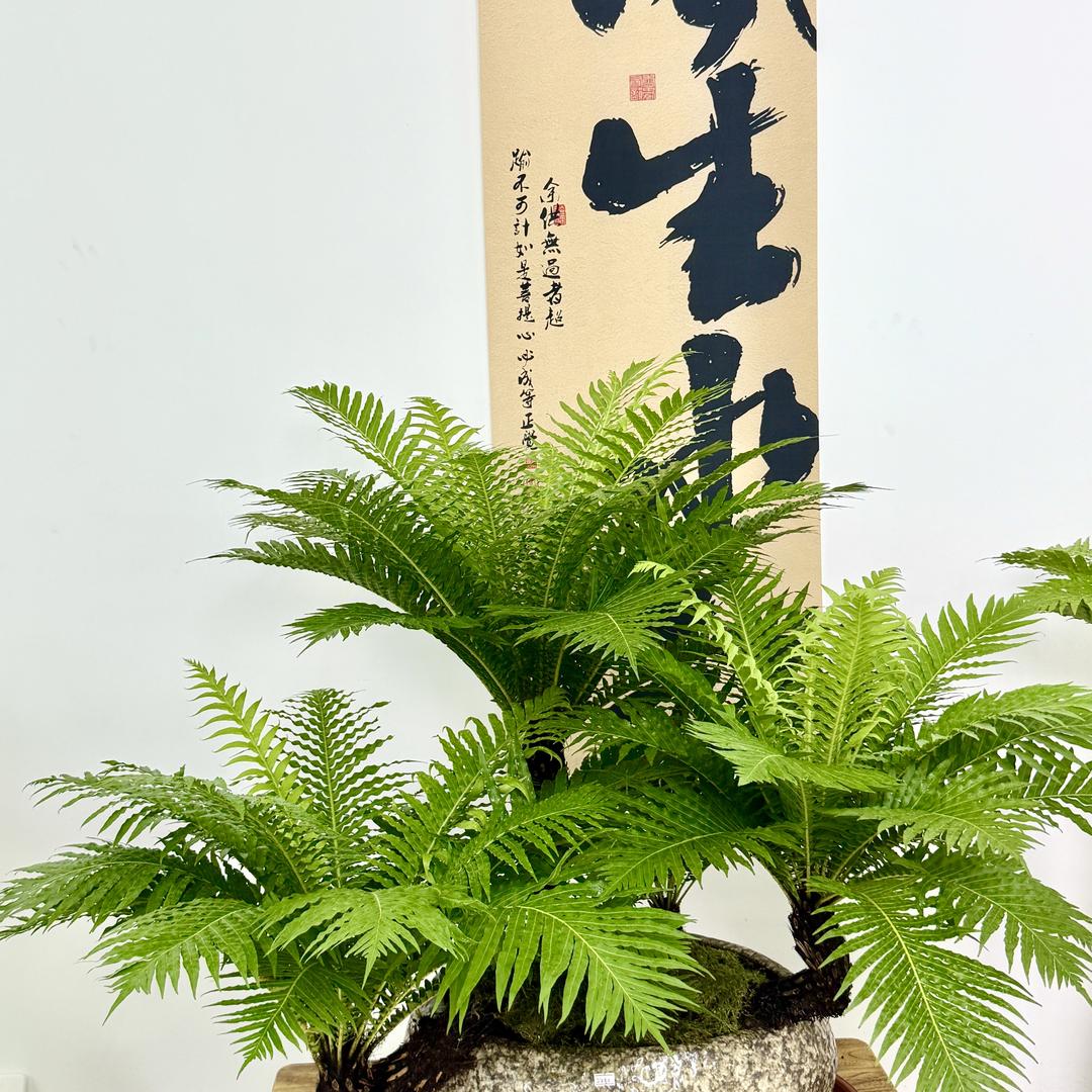 蓁蓁嘉木坊