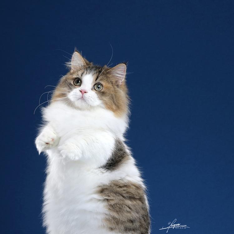小信