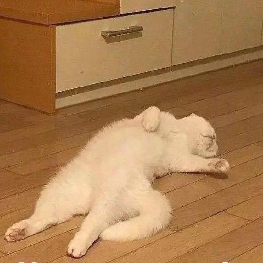 かかかか