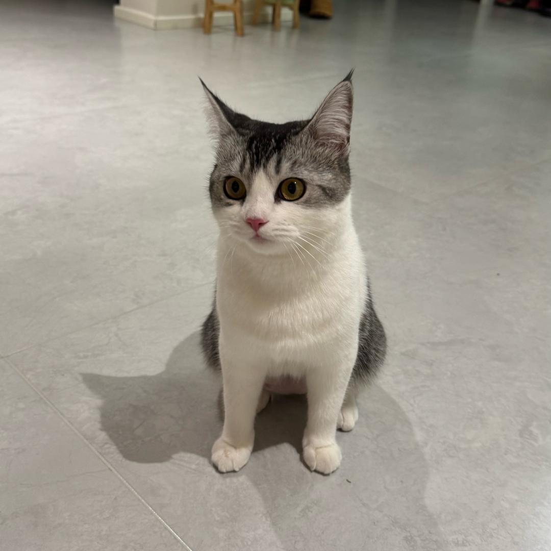 夏福宝🐈