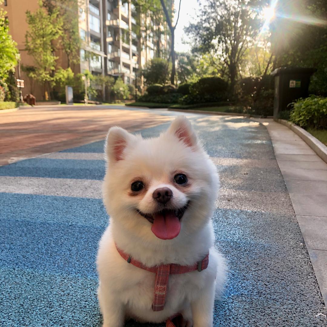 太阳花